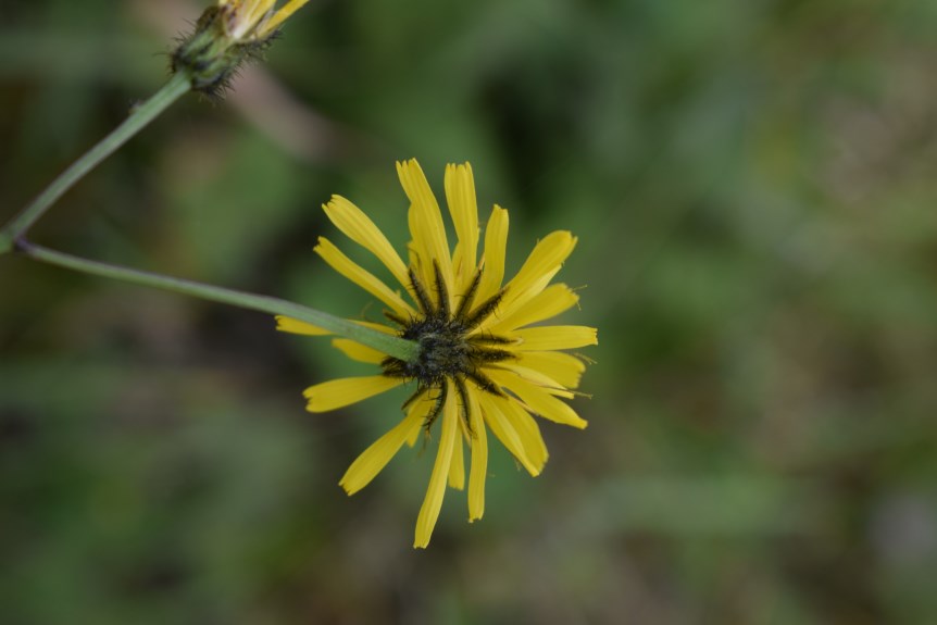 Crepis paludosa / Radicchiella a pappo giallastro